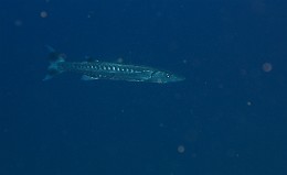 Thailand 2015 - Ko Tao - Barracuda - Sphyraena barracuda _IMG_3595_rc